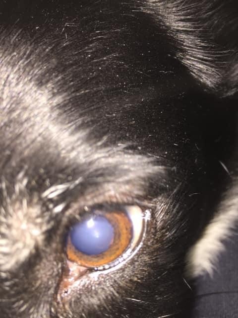 Cataracts - Image 2
